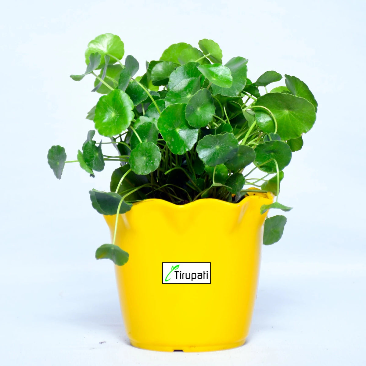 brahmi plant seeds online Brahmi Plant – Tirupati Green World