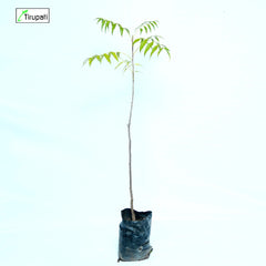 Desi Neem Plant