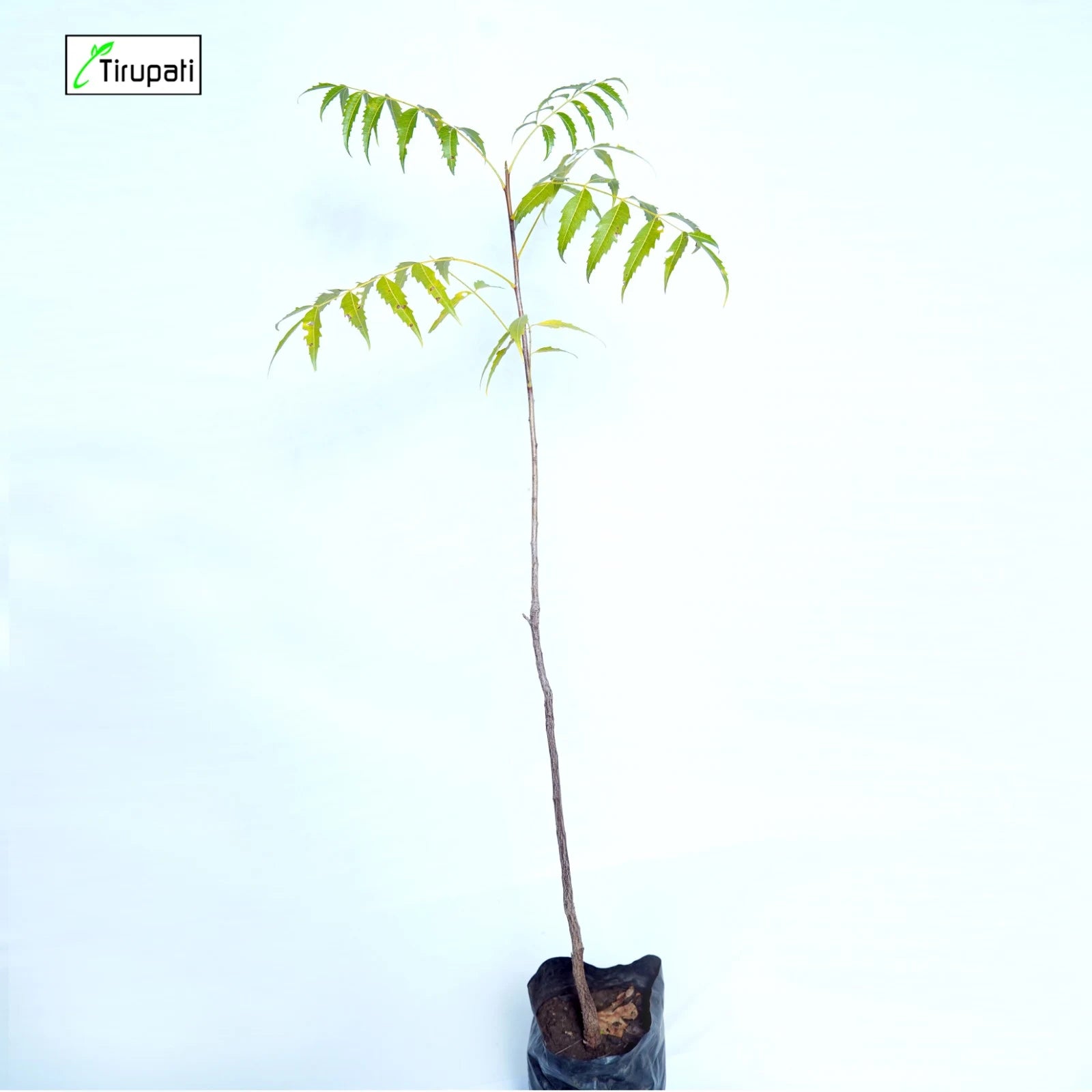 Desi Neem Plant