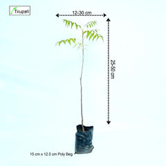 Desi Neem Plant