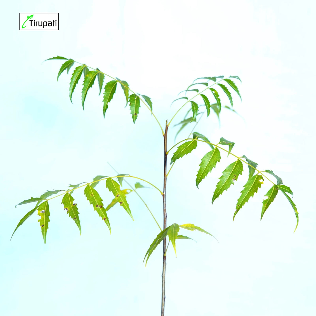 Desi Neem Plant