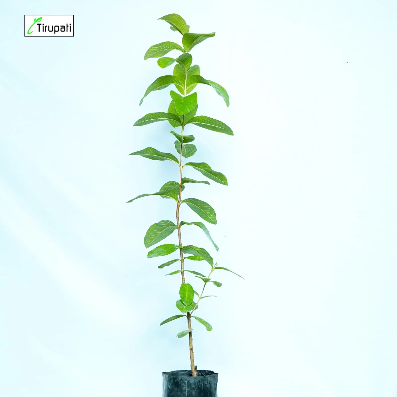 Desi Amrud Plant