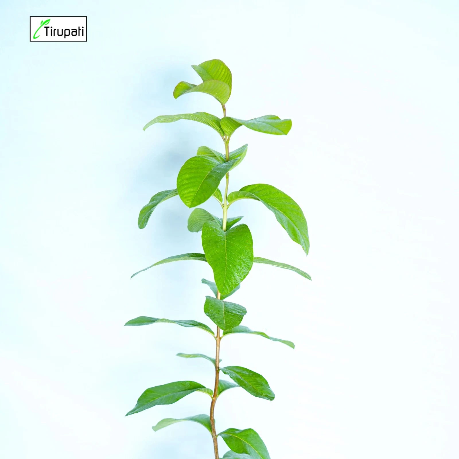 Desi Amrud Plant