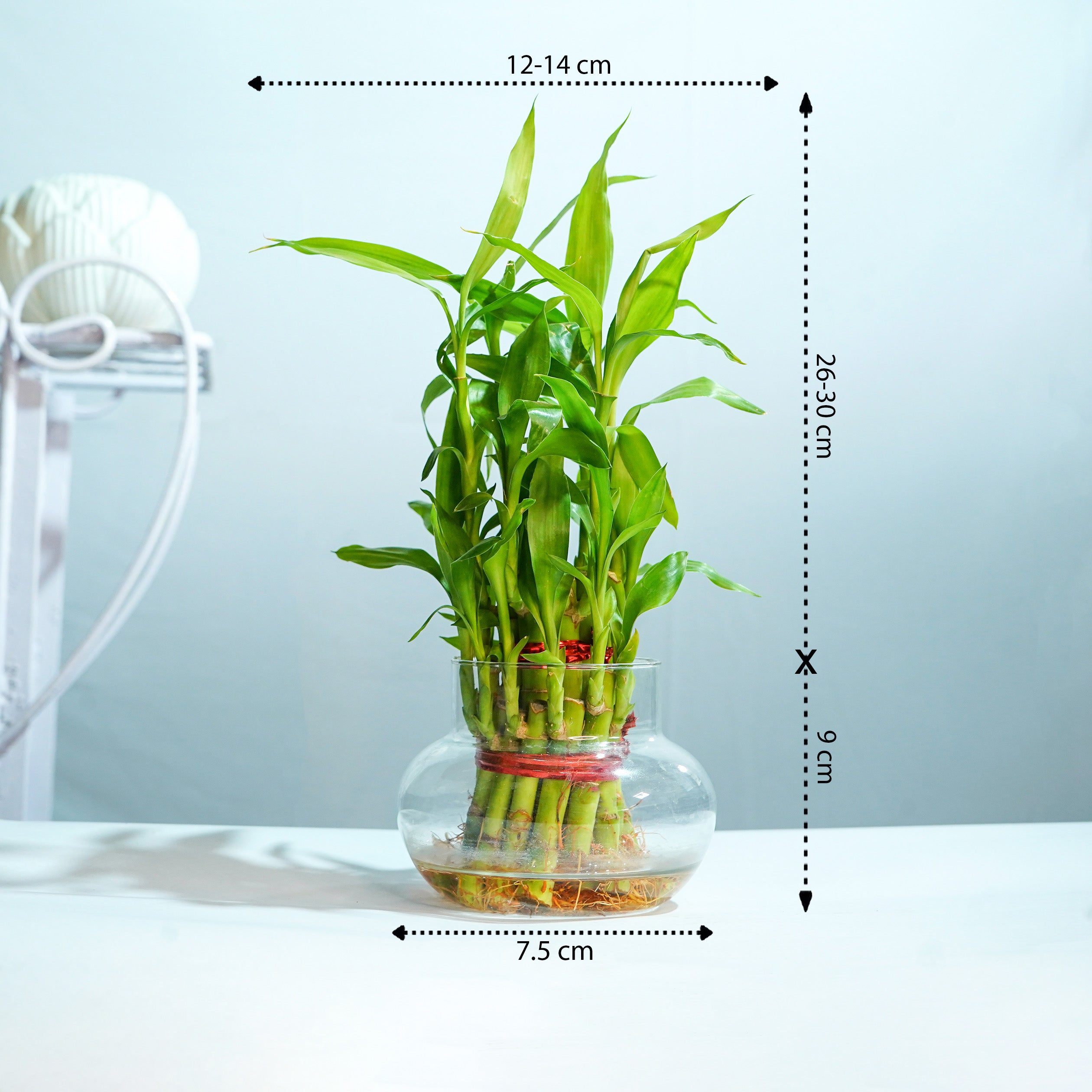 2 layer lucky bamboo plant Lucky Bamboo 2 Layer Plant – Tirupati Green World