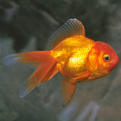 Red Gold Fish